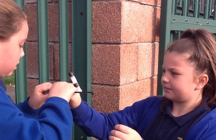 Amrywiaeth o dylluanod